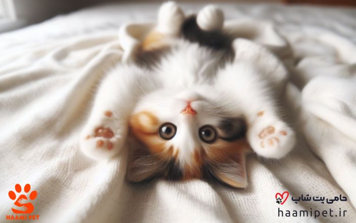 غلت زدن به پشت گربه ها - پت شاپ حامی پت