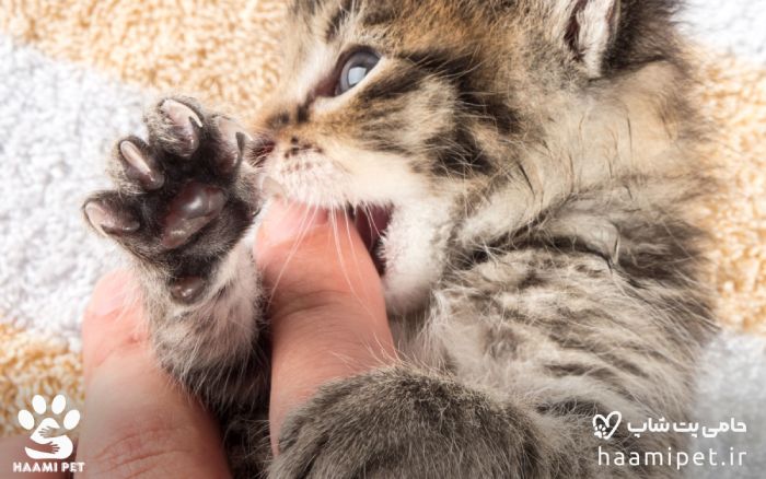 لیس زدن یا گاز کوچک گرفتن گربه ها - زبان بدن گربه ها - پت شاپ حامی پت