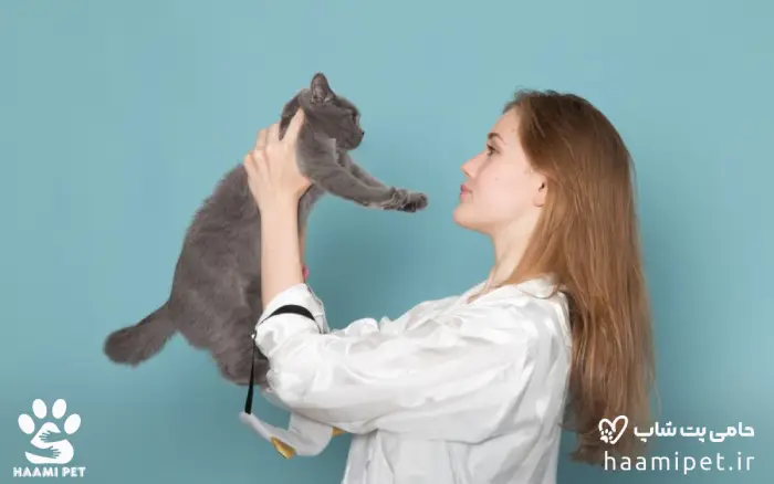 رمزگشایی زبان گربه - پت شاپ حامی پت
