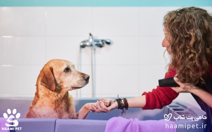 آوردن سگ به وان برای حمام کردن سگ