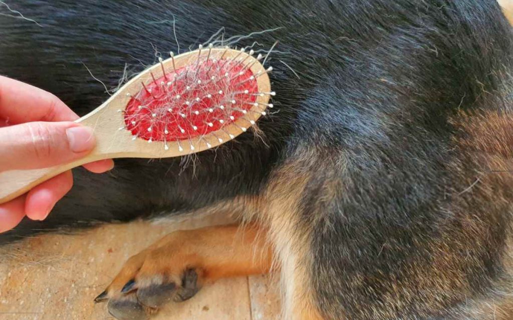 چرا موی سگ‌ها می‌ریزد و چگونه می‌توانید این ریزش را کنترل کنید