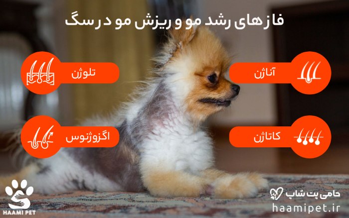 فازهای رشد و ریزش موی سگ - پت شاپ حامی پت