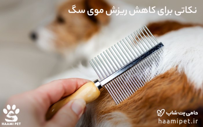 نکاتی برای کاهش ریزش موی سگ