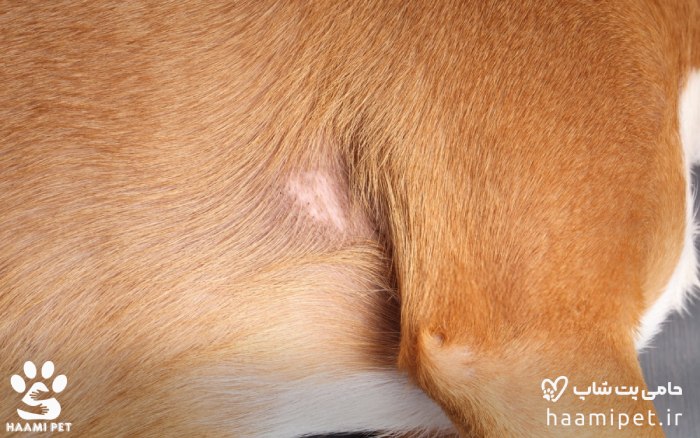 ریزش موی سگ - نقاط ریزش مو یا کچلی در سگ - پت شاپ حامی پت