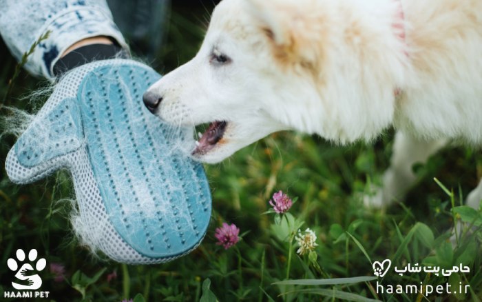 استفاده از ابزارهای صحیح برای کنترل ریزش موی سگ ها - پت شاپ حامی پت