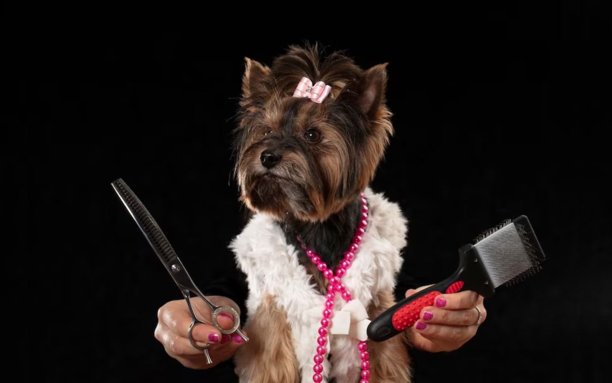 هزینه‌های آرایش سگ و مقدار انعامی که باید به آرایشگر سگ خود برای خدمات زیبایی و آرایشی بدهید