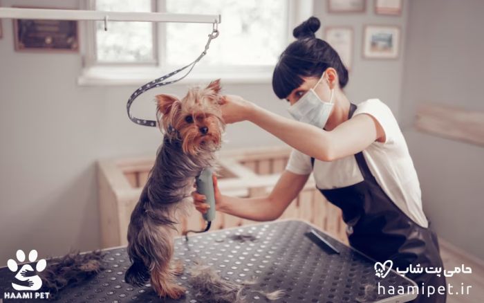 هزینه‌ی آرایش سگ چقدر است؟