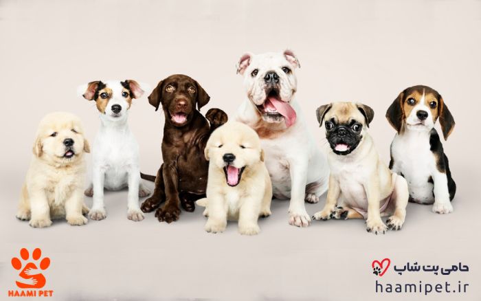 نژاد های مختلف سگ - پت شاپ حامی پت