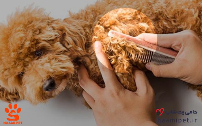موهای گره‌ خورده سگ - پت شاپ حامی پت