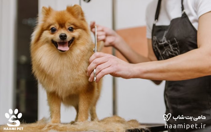 آیا باید به آرایشگر سگ انعام بدهید؟