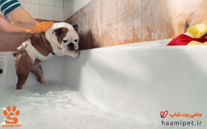 چگونه سگی را که از آب متنفر است حمام کنیم