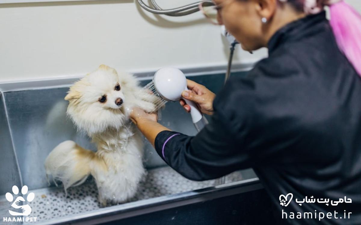 چگونه سگ را به درستی حمام کنیم [با راهنمایی یک آرایشگر حرفه ای]