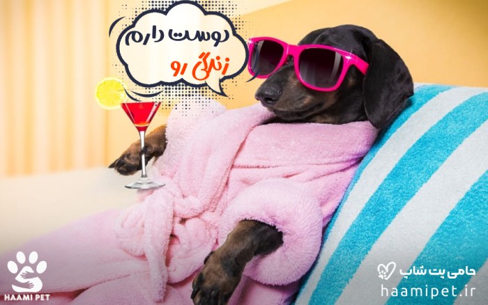 سگ تمیز و خوشبو بعد از حمام