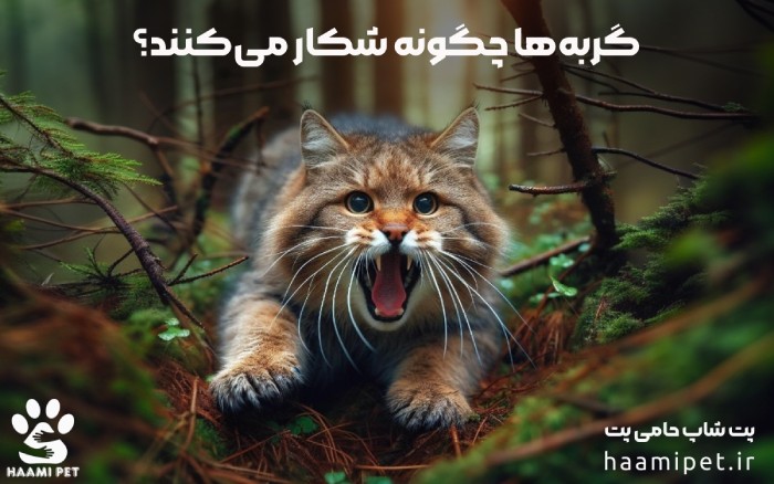 گربه‌ها چگونه شکار می‌کنند؟