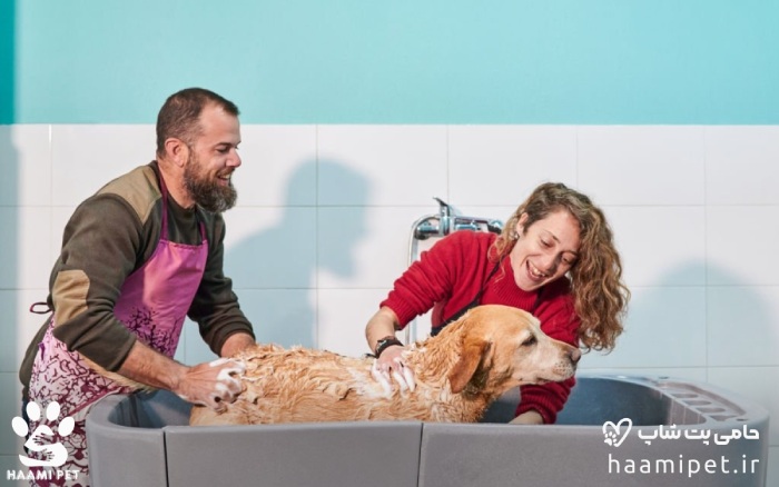 دو بار شامپو زدن در حمام کردن سگ