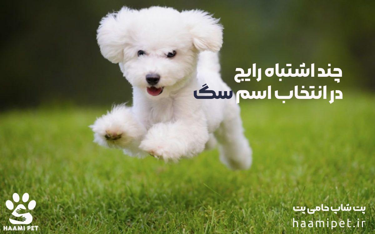 اشتباهات رایج هنگام انتخاب اسم سگ