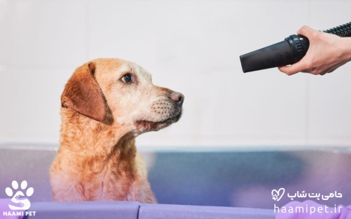 سشوار زدن به سگ بعد از حمام کردن سگ