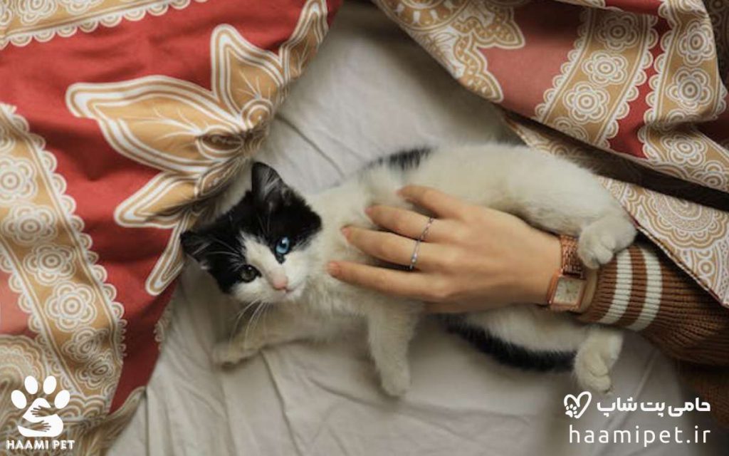 ۱۰ راه برای حفظ سلامتی گربه‌ ، به نقل از یک دامپزشک