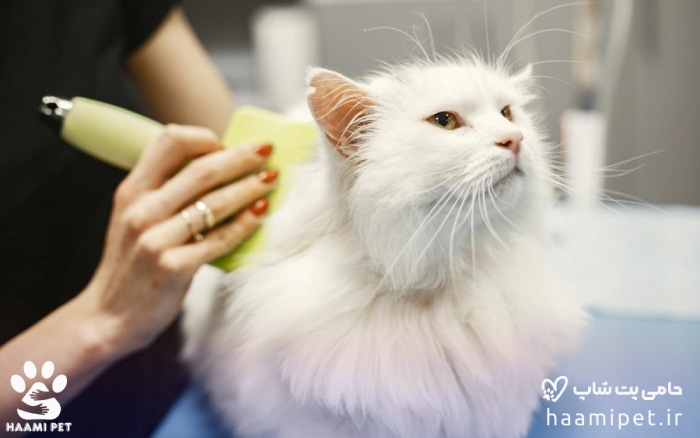 شانه زدن به گربه برای حفظ سلامت گربه