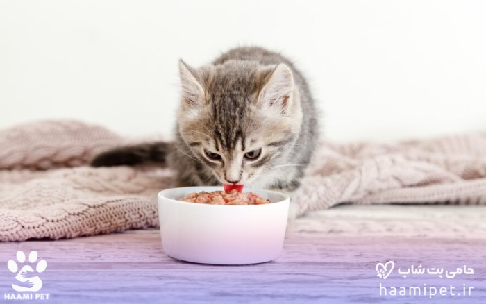 گربه در حال خوردن غذای تر برای حفظ سلامت گربه 