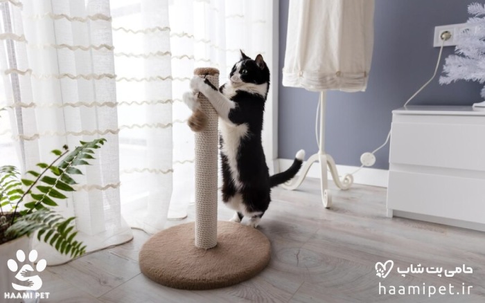 گربه در حال چنگ زدن و بازی با اسکرچر گربه