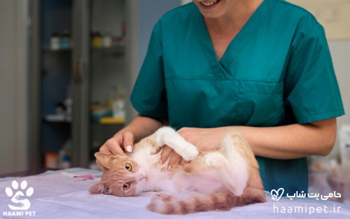 عقیم کردن گربه برای حفظ سلامتی گربه