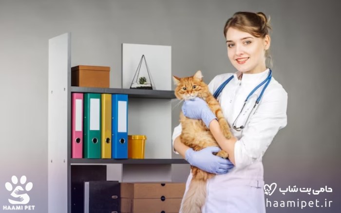 دامپزشک مناسب برای گربه‌