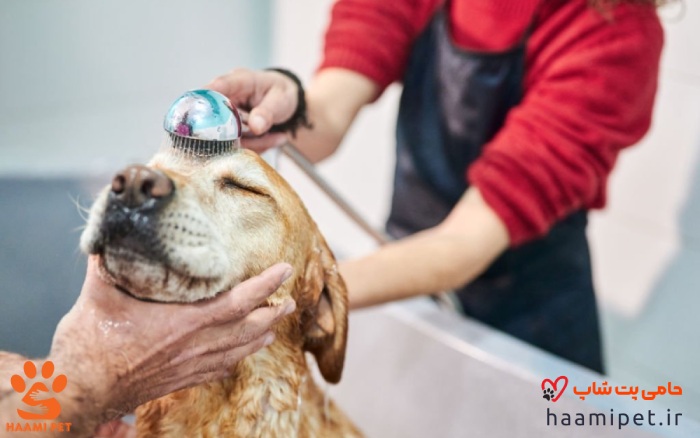 نحوه شستن سر و صورت سگ