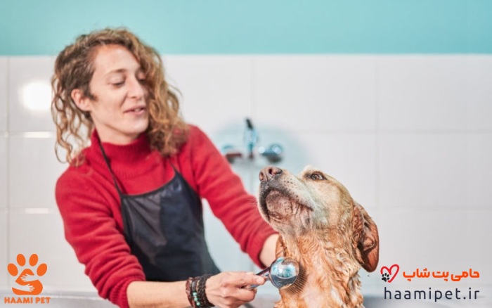 حمام کردن سگ - مرحله خیس کردن سک 