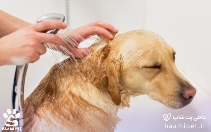 آکشی صحیح سگ بعد از حمام کردن سگ
