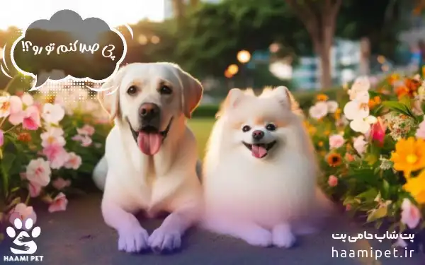 اسم برای سگ - اسم برای سگ نر - اسم برای سگ ماده - اسم های معنا دار برای سگ - پت شاپ حامی پت