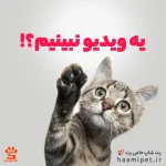 ویدیوی خاک گربه گارفیلد 10 کیلویی پت شاپ حامی پت