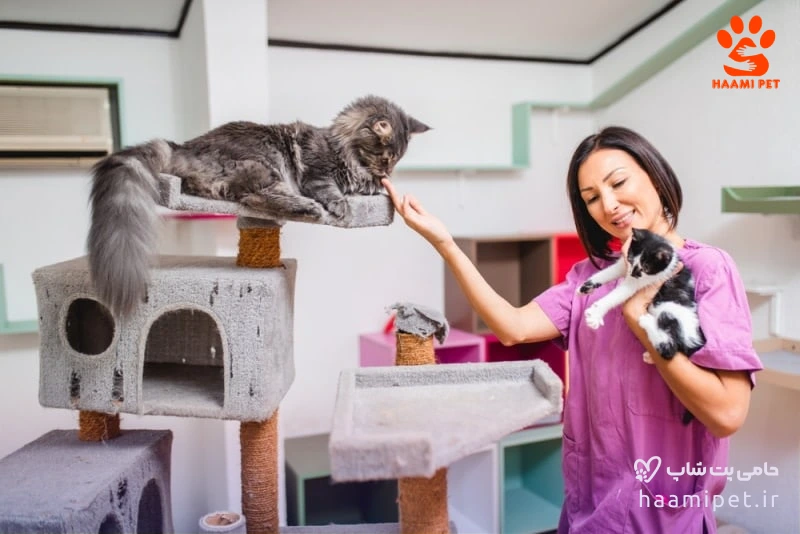 پانسیون گربه حامی پت