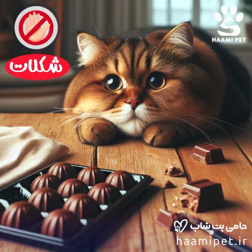 مواد غذایی انسانی که نباید به گربه خود بدهید - شکلات برای گربه