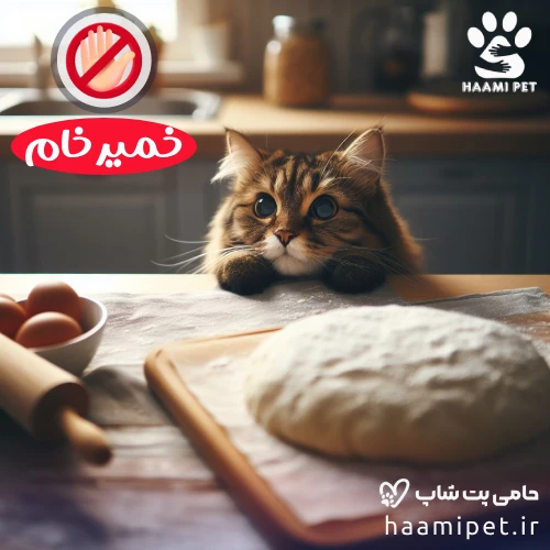 مواد غذایی انسانی که نباید به گربه خود بدهید - خمیر خام برای گربه