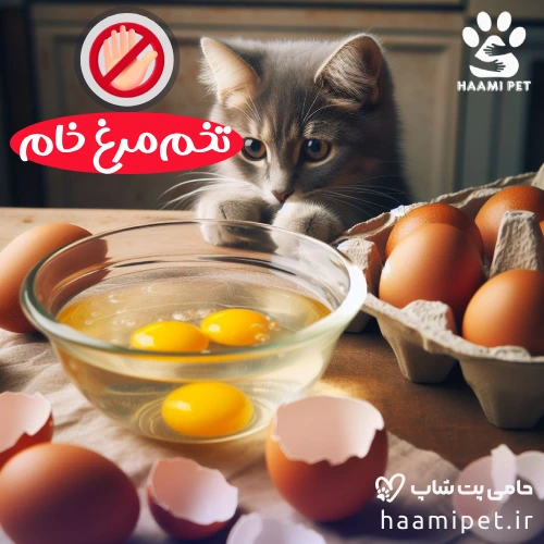 مواد غذایی انسانی که نباید به گربه خود بدهید - تخم‌ مرغ خام برای گربه