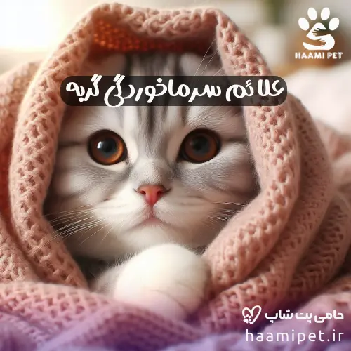 علائم سرماخوردگی گربه - درمان سرما خوردگی گربه - مجله پت شاپ آنلاین حامی پت