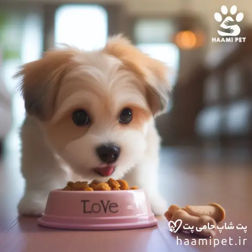 نکات مهم را هم در مورد تغذیه سگ در نظر بگیرید - پت شاپ حامی پت