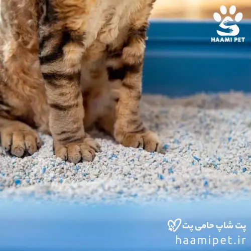 خاک گربه چیست؟ همه آنچه که درباره خاک گربه باید بدانید - پت شاپ حامی پت