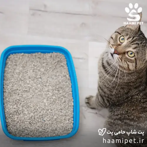 بهترین خاک گربه کدام خاک است؟ - پت شاپ حامی پت