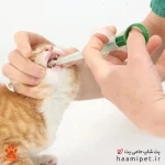 خرید قرص خوران گربه خانگی از پت شاپ حامی پت