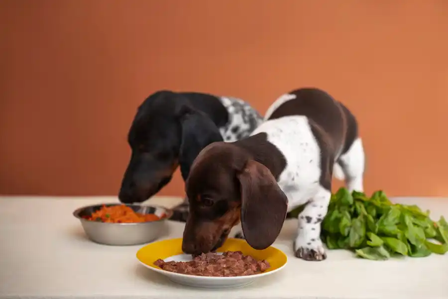 چگونه مقدار غذای سگ خود را تعیین کنیم؟ - بهترین غذای سگ - پت شاپ حامی پت