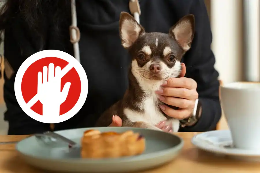 پسمانده غذای خود را به سگتان ندهید - بهترین غذای سگ - پت شاپ حامی پت