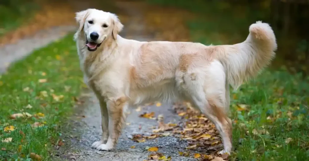 سگ گلدن رتریور و هر آنچه باید درباره سگ گلدن رتریور بدانید - پت شاپ حامی پت