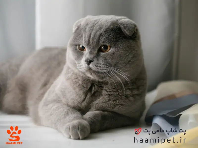 اصول تربیت گربه: چگونه با گربه‌ی خود زندگی هماهنگ‌تری داشته باشیم