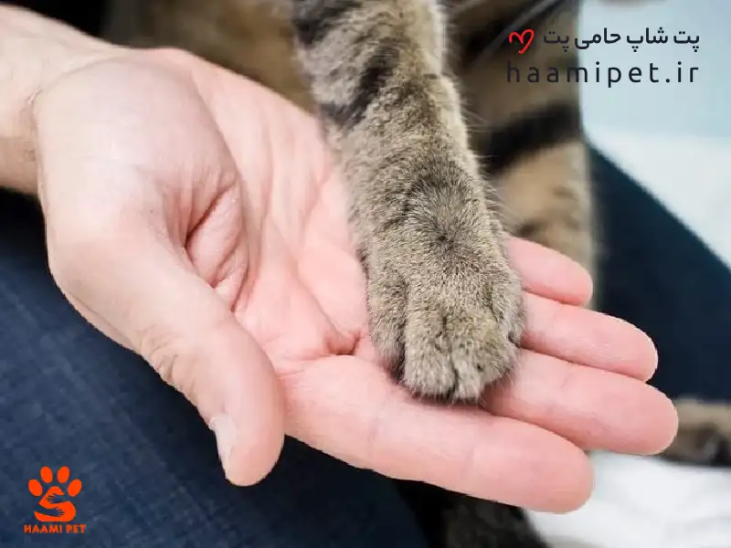 عادت‌دهی به لمس و مراقبت