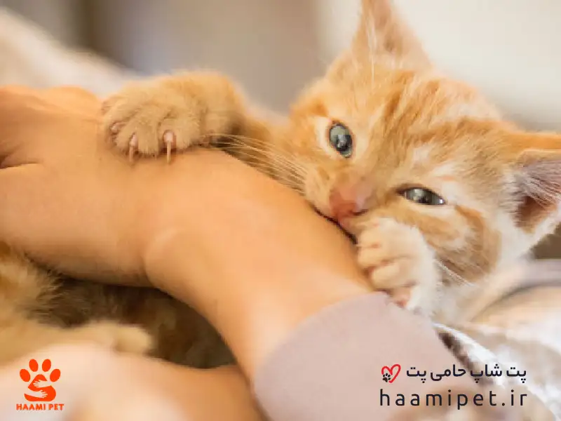 درک طبیعت گربه ها