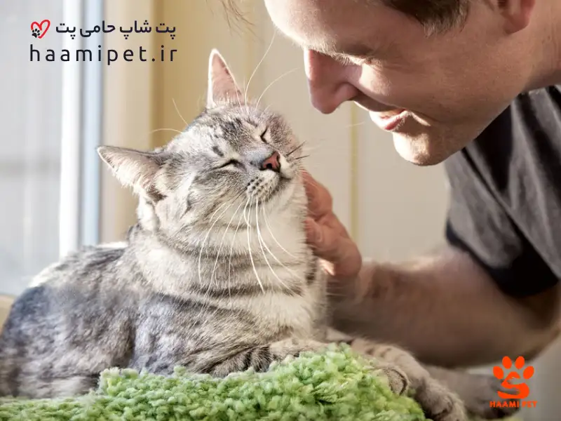 توجه به نیازهای اجتماعی گربه