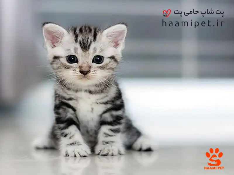 تربیت بچه گربه‌ها: از روزهای نخست برای بچه گربه خود وقت بگذارید