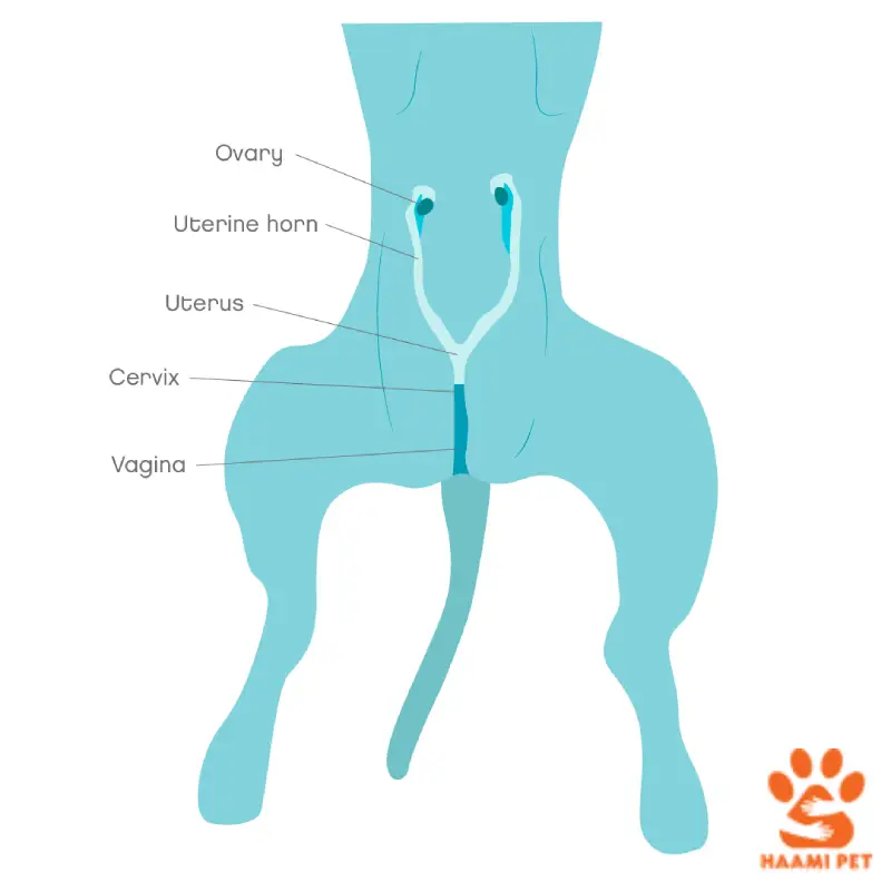 عقیم سازی سگ - پت شاپ حامی پت